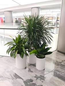 花卉租赁新选择，余姚优质花卉焕新您的空间